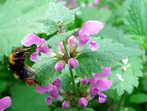 Emsig schwirrt die Hummel von Bl�te zu Bl�te, und sammelt Nektar welchen sie an den Hinterbeinen  zwischenlagert ;110425