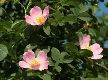 Die Bl�te einer Hagebutte. Die roten Fr�chte dieser Wildrosenart schmecken s��sauer, sind reich an Vitamin C und k�nnen als Tee oder Marmelade genossen werden. 