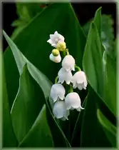 Zur Zeit bl�hen sie �berall in den W�ldern, die Maigl�ckchen. Aber auch hier ist Vorsicht geboten. Die Inhaltsstoffe des Maigl�ckchens sind sehr giftig. Bei Einnahme zu gro�er Mengen kann �belkeit auftreten sowie Herzrhythmusst�rungen. 08.05.2011 (Jeanny)