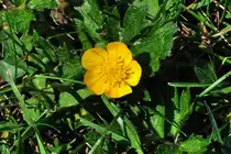 Einsames Dotterbl�mchen im Garten - 05.05.2011