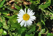 Ich bin klein, mein Herz ist rein,
ich bin ein G�nsebl�melein.
Euskirchen 05.05.2011
