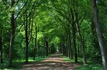 Durch diese  hohle Gasse  mu� man gehen, um zum Schlo� Br�hl zu kommen. Waldweg von S�den zum Schlo� Br�hl - 23.04.2011