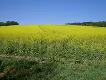 Rapsfeld bei Barnstedt, L�neburg (08.05.2011)