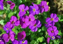 Blaukissen (Aubriete) - Euskirchen 05.05.2011