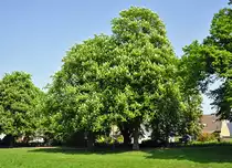 Kastanienbaum in der Erftaue Euskirchen in voller Bl�te - 24.04.2011