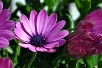 Zuwachs im Blumenkasten - Euskirchen 12.05.2011