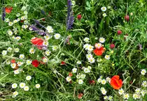 Feldblumen am Ackerrand - 18.05.2011