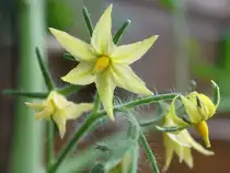 Die Bl�ten welcher Pflanze sind hier zu sehen? Na, wer erkennt sie? 29.05.2011