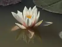 Bl�hende Seerose am 26.05.2011 auf einem Teich hinter dem Aachener Klinikum.