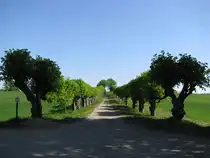Kl�tz (NWM); Festonallee in Richtung nach Hofzumfelde [08.05.2011]
