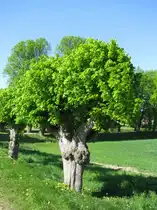 Kl�tz (NWM); Linde aus Festonallee  [08.05.2011]