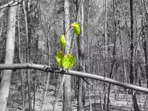 Der Fr�hling kommt: K�ln Dellbr�ck (April 2011)