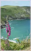 Cornwalls K�ste, hier zwischen Tintagel und Rocky Valley. 
12. Mai 2011