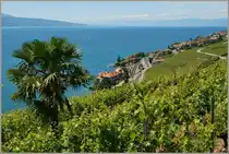 Eine Palme ziert den Rebberg bei St.Saphorin
(28.05.2011)