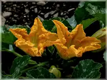 Zucchini Bl�ten in unserem Garten. 08.06.2011 (Jeanny)