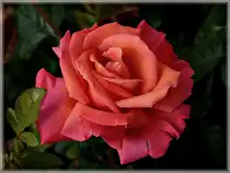 Eine Rose in voller Bl�te. 09.06.2011 (Jeanny)
