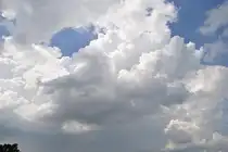 Gitterwolgen bei Hannover/Lagenhagen am 06.06.2011.