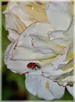 Die Rosen freuen sich �ber den n�tzlichen Helfer. 11.06.2011 (Jeanny)