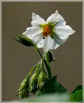 Tomatenpflanzen gibt es in unserem Garten keine, daf�r aber ein nahe verwandtes Nachtschattengew�chs. 14.06.2011 (Jeanny)