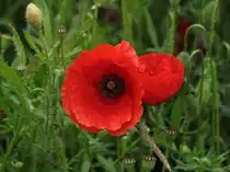 Klatschmohnbl�te. 14.06.2011