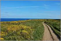 Leuchtend gelber Ginster am Wegesrand begleitet uns bei unserer K�stenwanderung von den Bedruthan Steps zur Watergate Bay.
(14.05.2011)