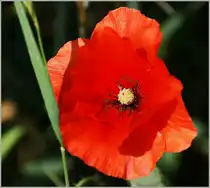 Eine Klatschmohnbl�te
(14.06.2011)