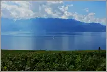 Ein ruhiger Fr�hsommertag am Genfersee.
(15.06.2011)