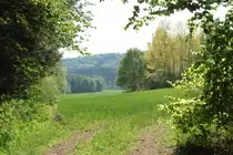 Sonniger Nachmittag im Wald bei Nunkirchen im Saarland. Aufnahme vom 30.04.2011.