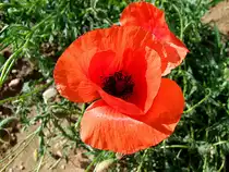 Klatschmohnbl�te;110529