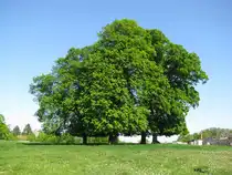Nordwestmecklenburg, Baumgruppe in Goldbeck am Weg von Damshagen nach Kl�tz, Goldbeck 08.05.2011