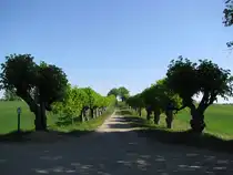 Nordwestmecklenburg, Kl�tz; Blick durch die 250 Jahre alte Feston-Allee, die durch spalierartig gezogene Linden gebildet wird, nach Osten in Richtung Hofzumfelde, Kl�tz 08.05.2011