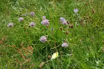 Blumen auf der Wiese vorm Ferienhaus in Houstrup. 12.6.2011