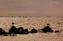 Gegenlichtaufnahme am Ringk�bing Fjord bei Skavenstrand.........Blick auf den Fjord. 15.6.2011