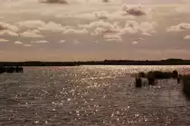 Im Vogelschutzgebiet in der N�he von Skjernin Mitteld�nemark am Ringk�bing Fjord, ebenfals eine Gegenlichtaufnahme am sp�teren Nachmittag des 15.6.2011 aufgenommen.