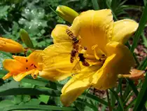 Schwebfliegentrio st�rzt sich auf den Nektar der gelben Bl�te;110626