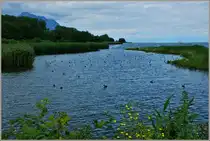 Das Naturschutzgebiet Grangettes am Genfersee bietet vielen Vogelarten einen Platz zum Leben. 
(24.06.2011)