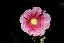 Rosa rote kleine Bl�te in Lehrte fotografiert, am 04.08.2011.