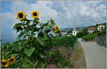 W�hrend andere Z�ge im Lavaux fotografieren, fand ich zu meiner �berraschung am Wanderweg bei Villette Sonnenblumen vor.
(28.07.2011)