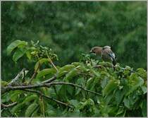 S o m m e r   2 0 1 1
(13.07.2011)