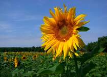 Sonnenblumenfeld in der N�he Berlins. 10.07.2011