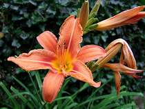 Lilienbl�te in ihren  Lebensstadien ;110626