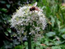 Zwiebelbl�te hat Besuch von einer Biene;110803