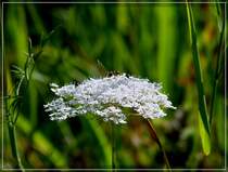 Wilde M�hre aufgenommen am 21.08.2011 (Jeanny) 