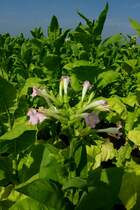 der Bl�tenstand (Dolde) an der Spitze der Tabakpflanze, Aug.2011