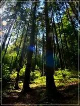 Waldspaziergang am 12.09.2011 in Erpeldange. (Jeanny)