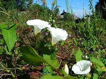 Zaunwinde (Calystegia sepium)& Co lassen den stillgelegten Bahnhof Haag/Hausruck aufbl�hen;110811
