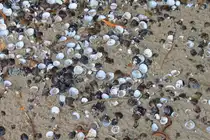 Nordsee oder Ostseestrand? Nein, diese Muscheln konnte ich am 15.09.2011 am Strand des Rheins bei Andernach fotografieren.