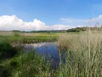 Biotop im Seebachtal bei Nussbaumen / H�ttwilen