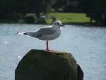 M�we am Scharm�tzelsee
Aufgenommen am 29 August 2011