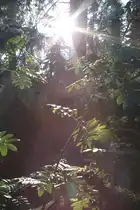 Blick am 24.09.2011 vom  Urwaldsteig  am Brocken in den Wald: Ebereschen im flutenden Gegenlicht der Sp�tsommersonne